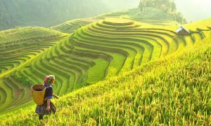 tong hop mot so tin moi va su han che ve du lich viet nam 61ce8a1d564c7
